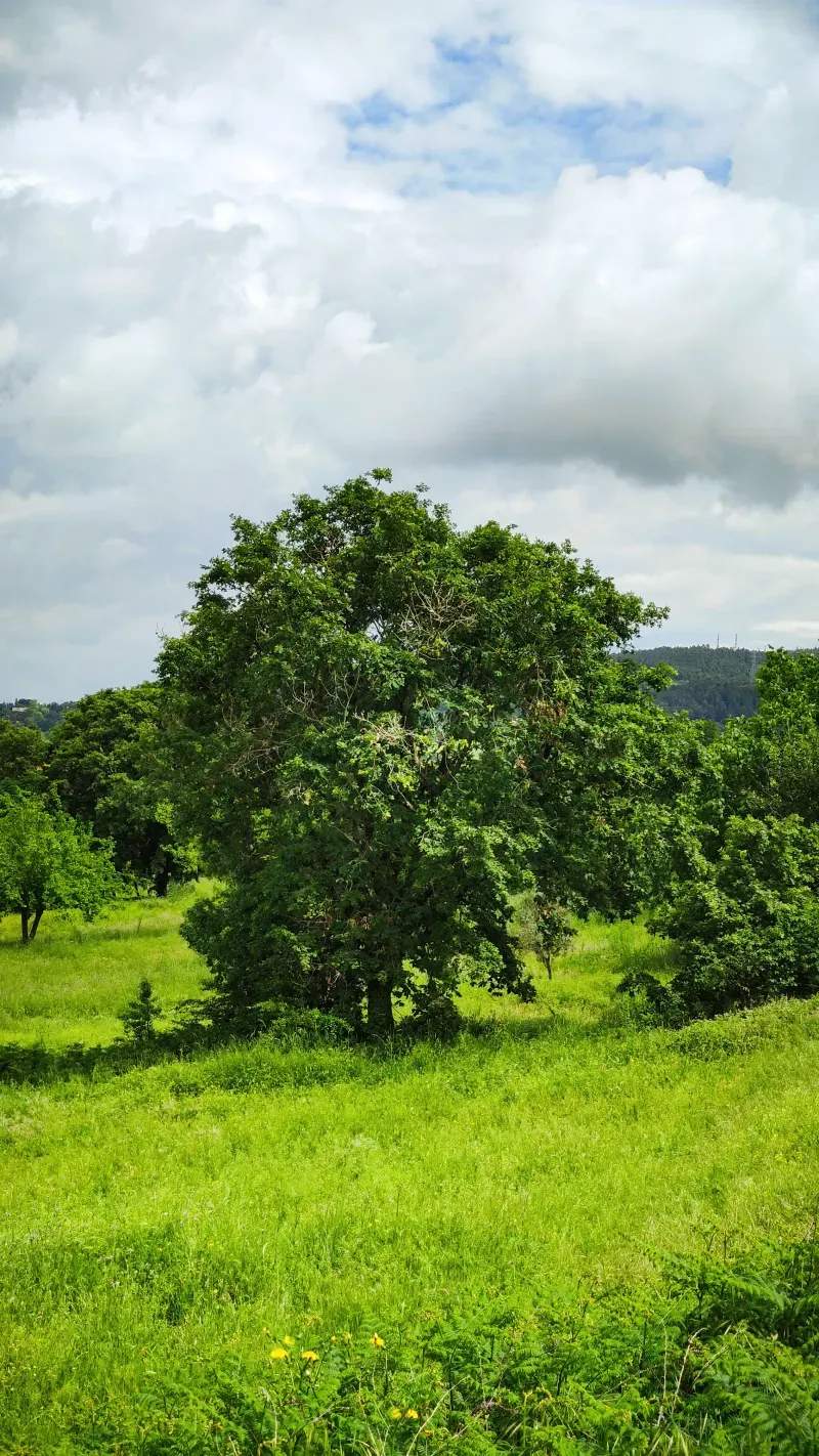 Campo Verde Sierra S.L. 15