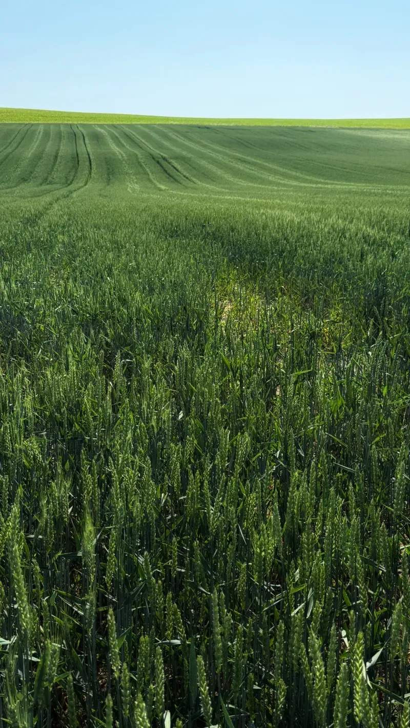 Campo Verde Sierra S.L. 8